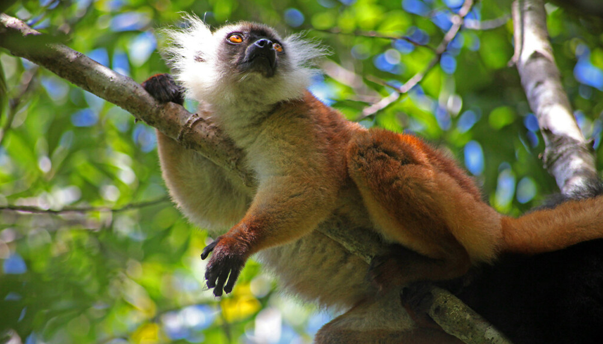 excursions nosy be